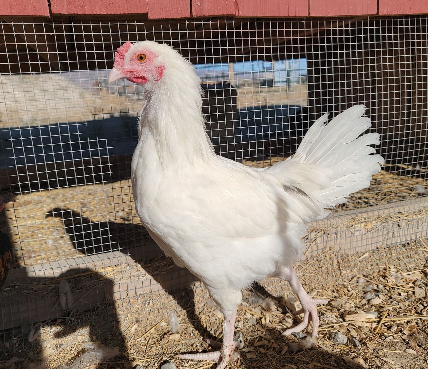 Alchemist Farms Moss Egger Cockerel!