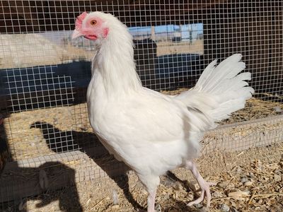 Alchemist Farms Moss Egger Cockerel!