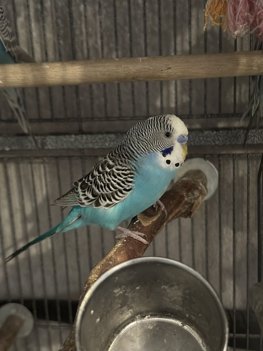 Male parakeets