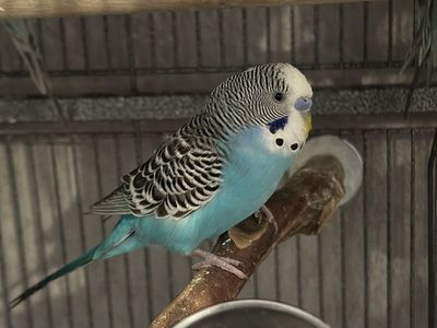 Male parakeets