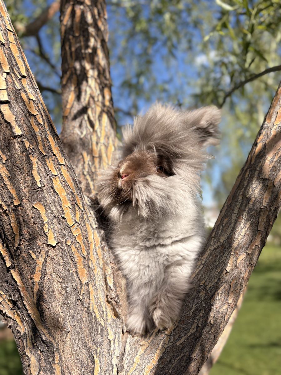 Pedigreed English Angora Buck Bunny Rabbit