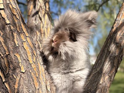 Pedigreed English Angora Buck Bunny Rabbit