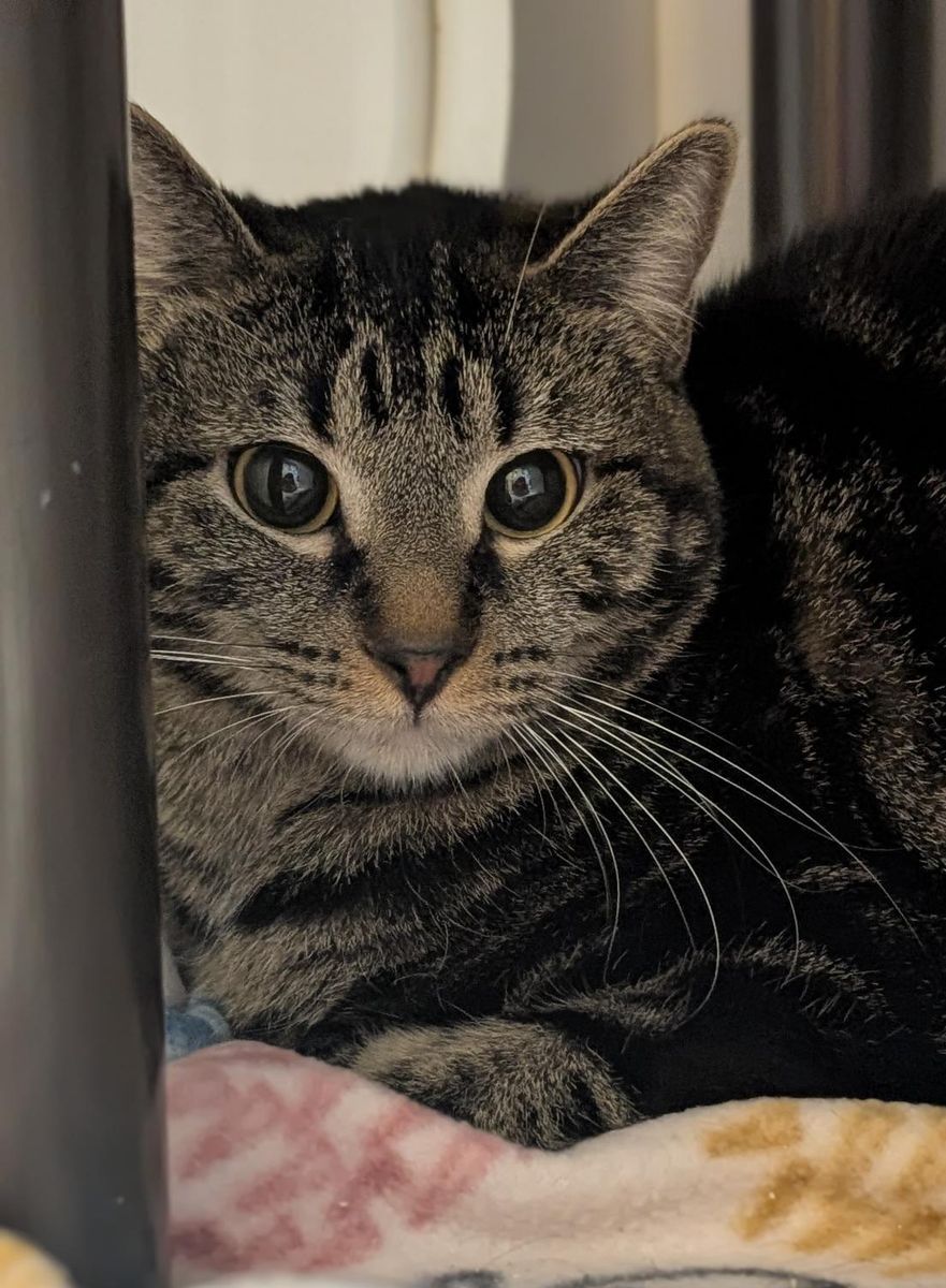 A162769 Barbeque is Available for Adoption!