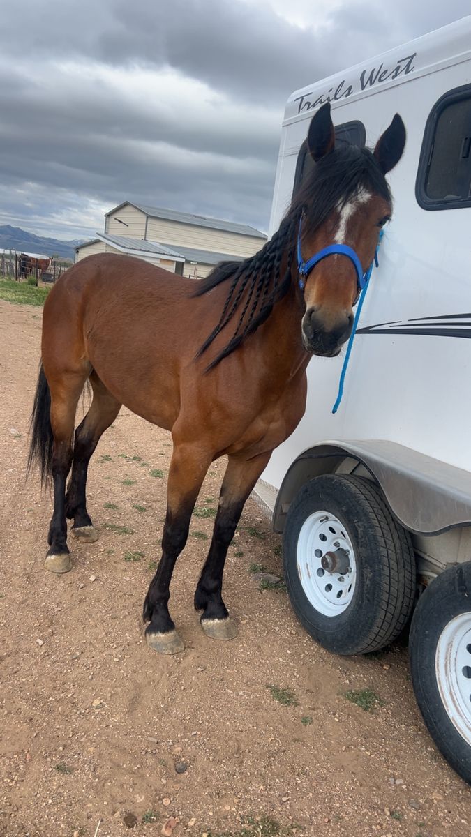 4 year old grade mustang