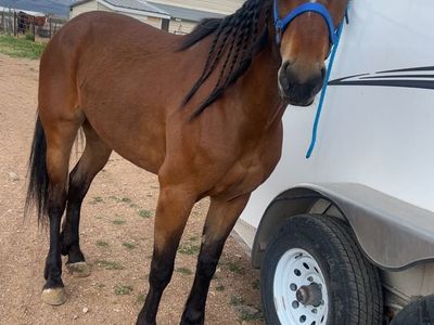 4 year old grade mustang