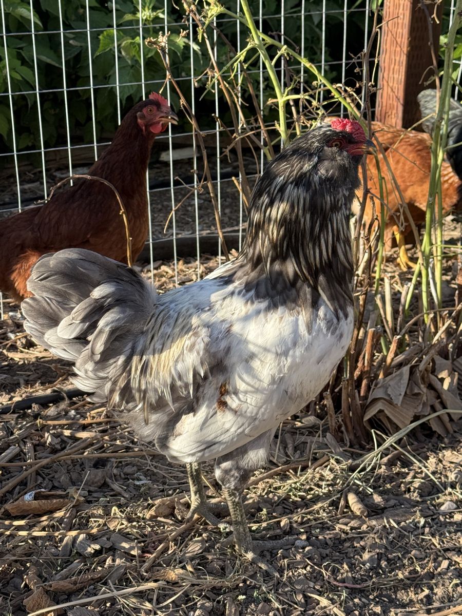 Silver Laced Wyandotte Rooster.