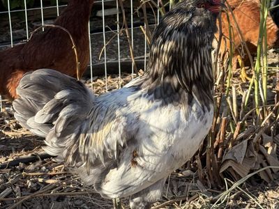 Silver Laced Wyandotte Rooster.
