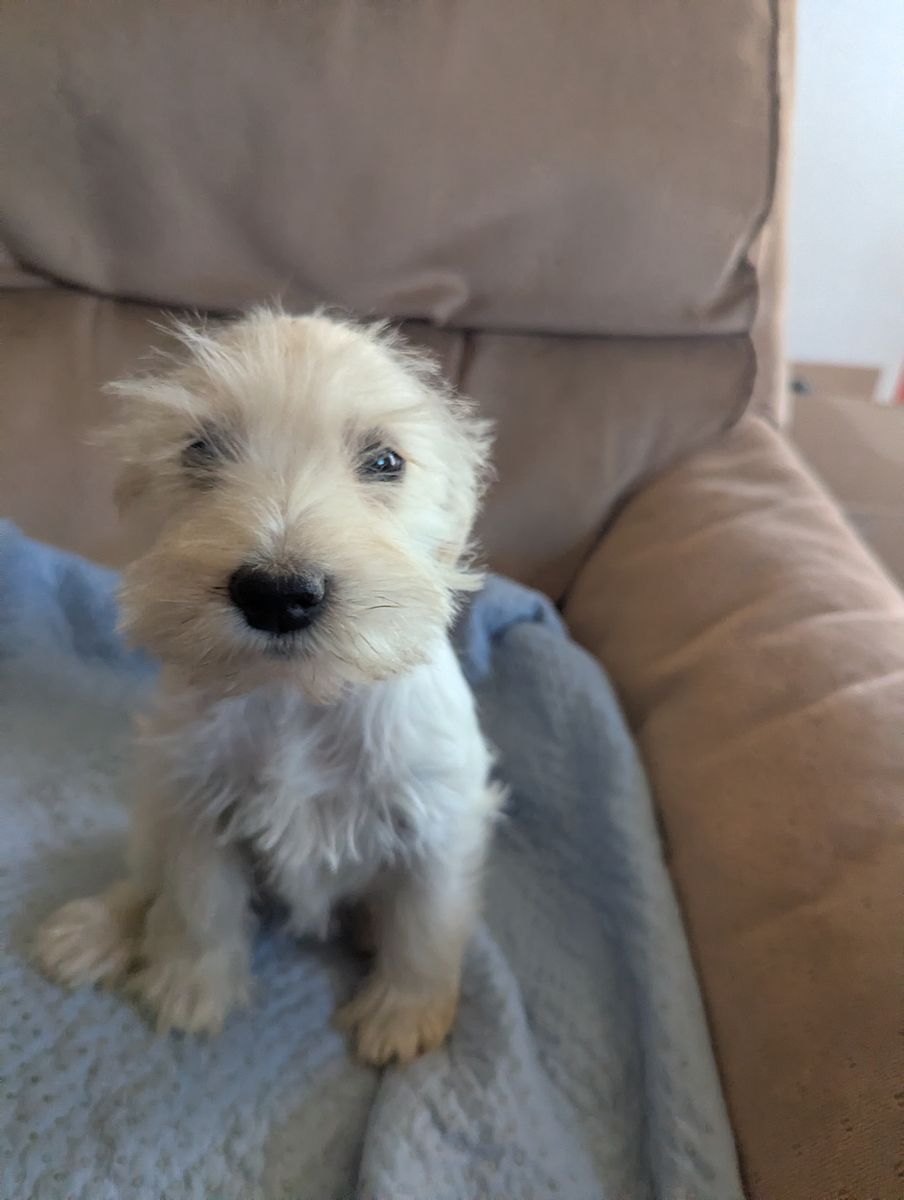 AKC Mini Schnauzer Puppies