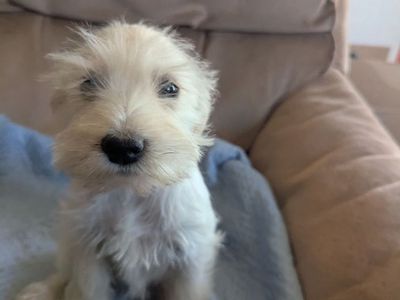 AKC Mini Schnauzer Puppies