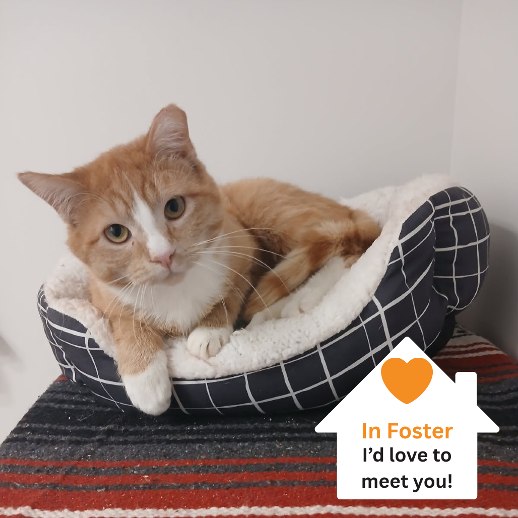 Hello my name is Houston