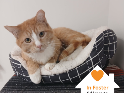 Hello my name is Houston