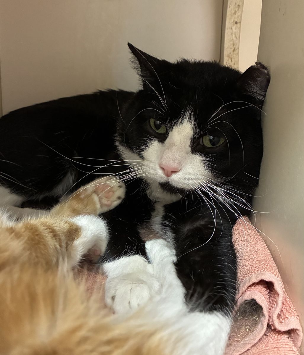A164855 Cosmo is Available for Adoption!