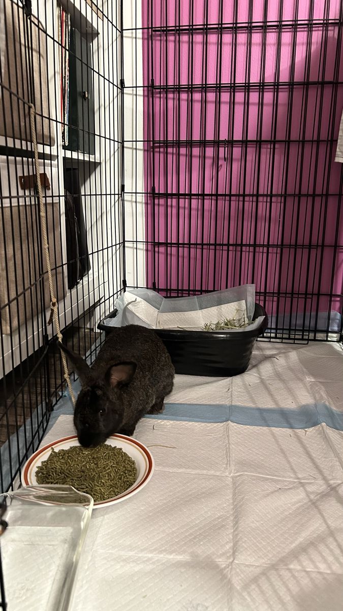 Abandoned Bunny needs home!!