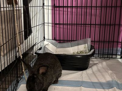 Abandoned Bunny needs home!!