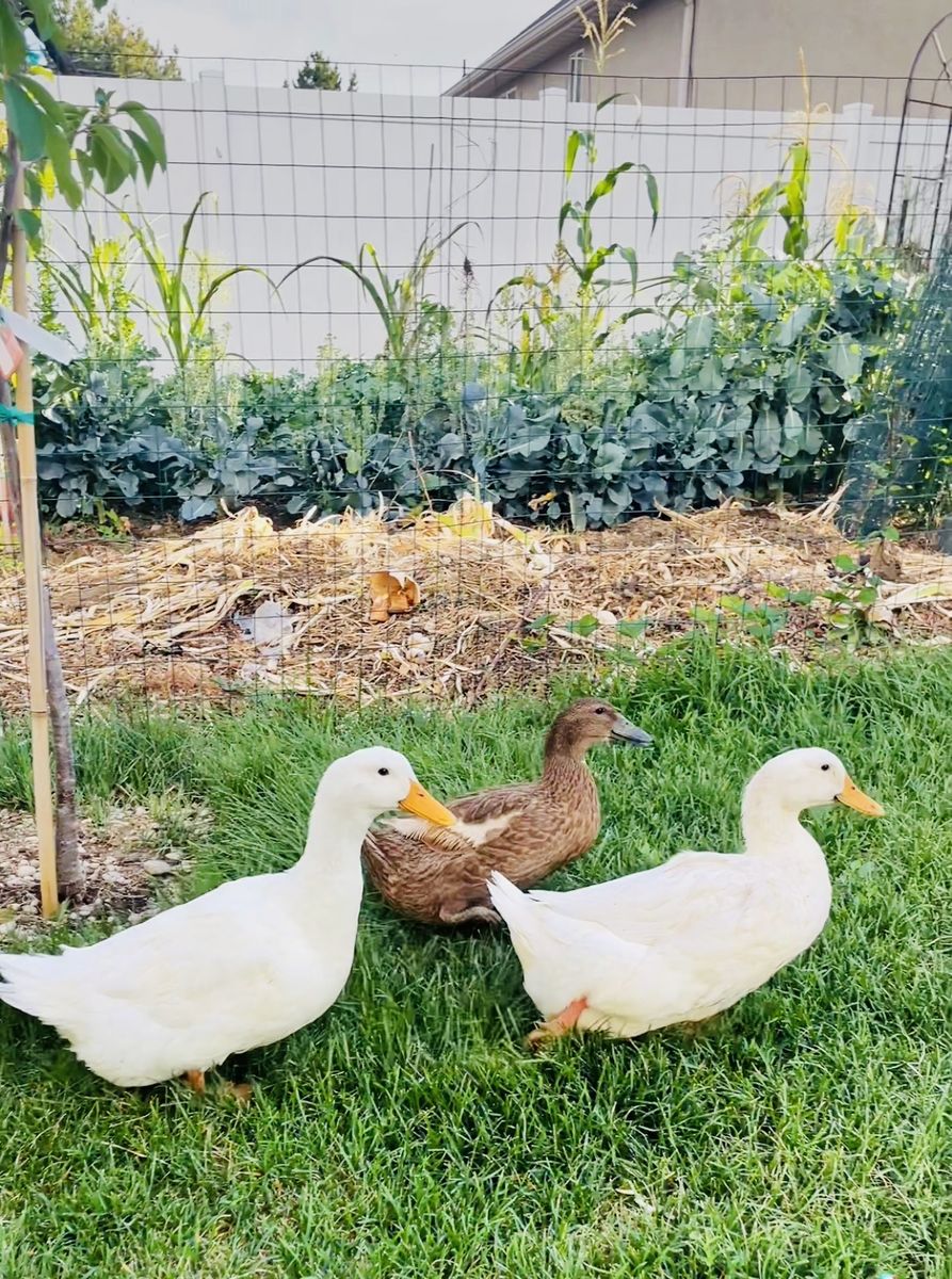 Fertilized Duck Eggs