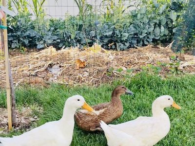 Fertilized Duck Eggs