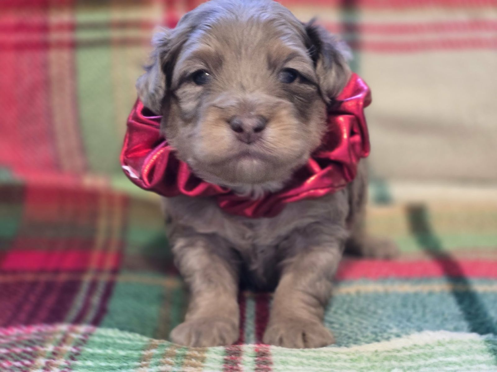true Toy Aussiedoodle Males