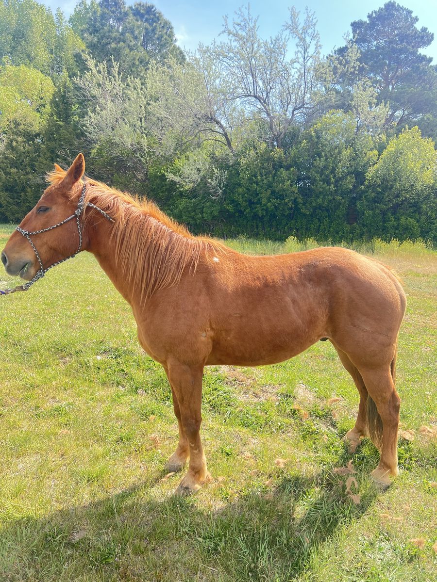 Sorrel gelding