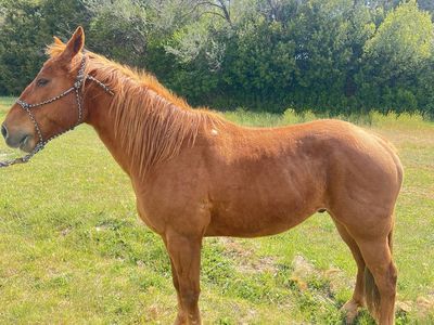 Sorrel gelding