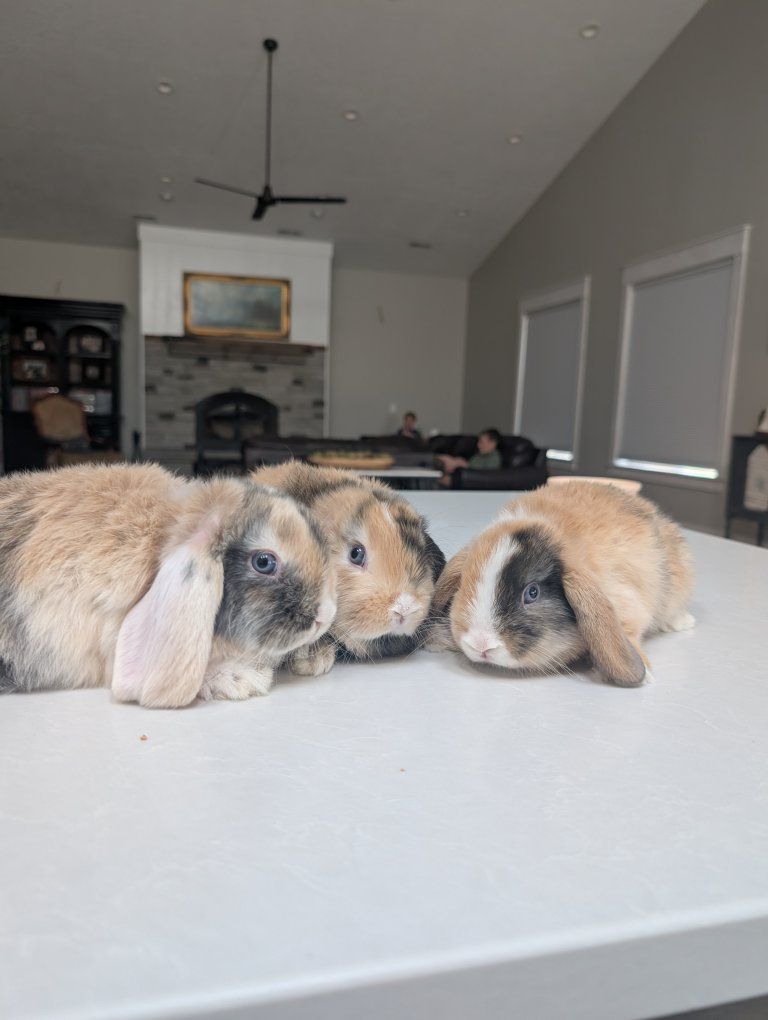 9 weeks Holland lop kit