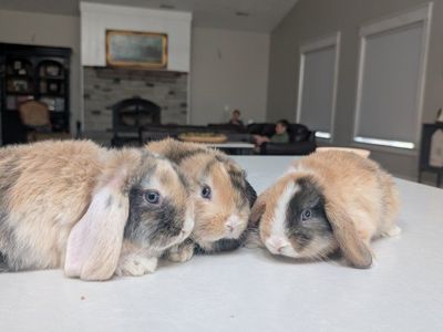 9 weeks Holland lop kit