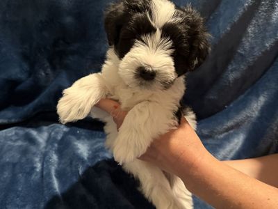 Purebred Schnauzer puppies