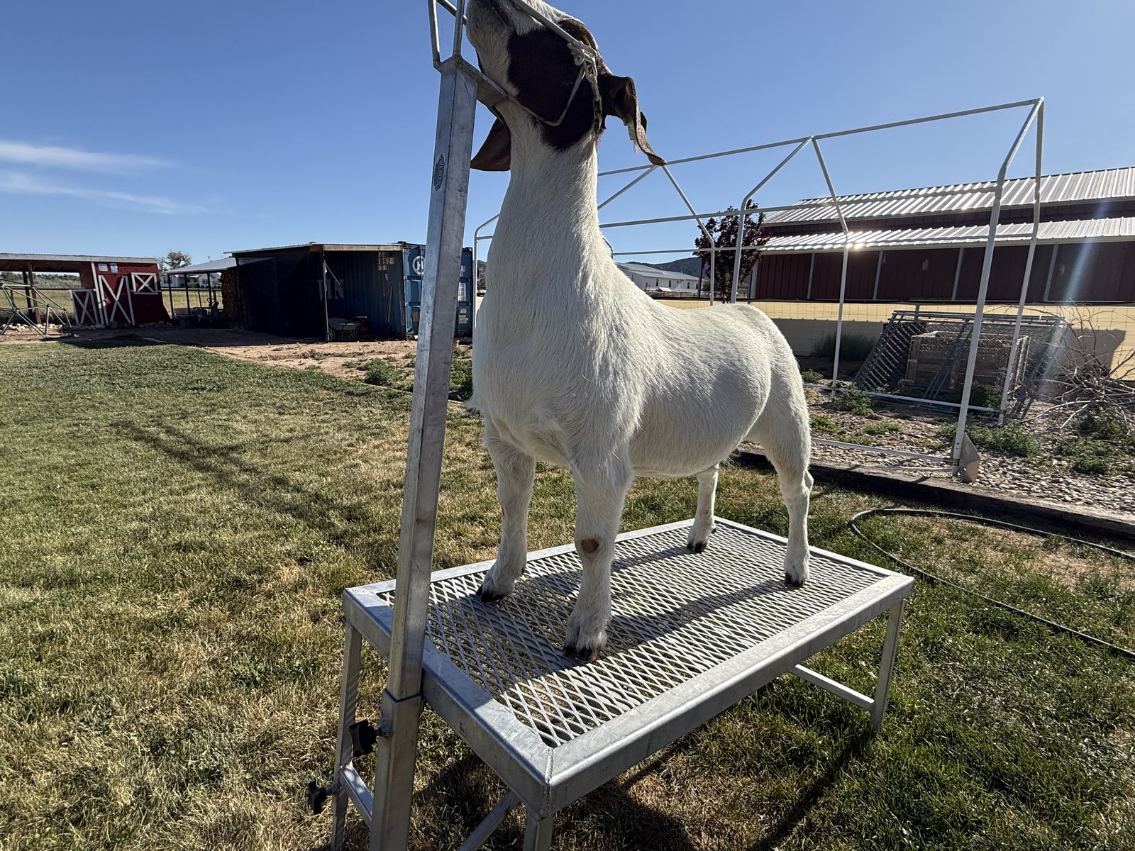 Boer goats 4H