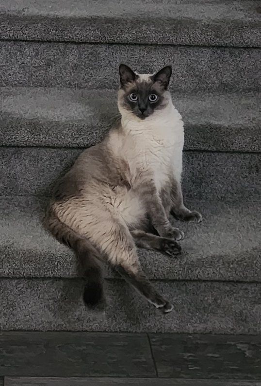 11 month Siamese, beautiful blue eyes