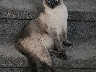 11 month Siamese, beautiful blue eyes