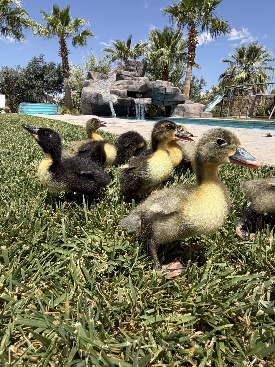 7 Adorable Ducklings
