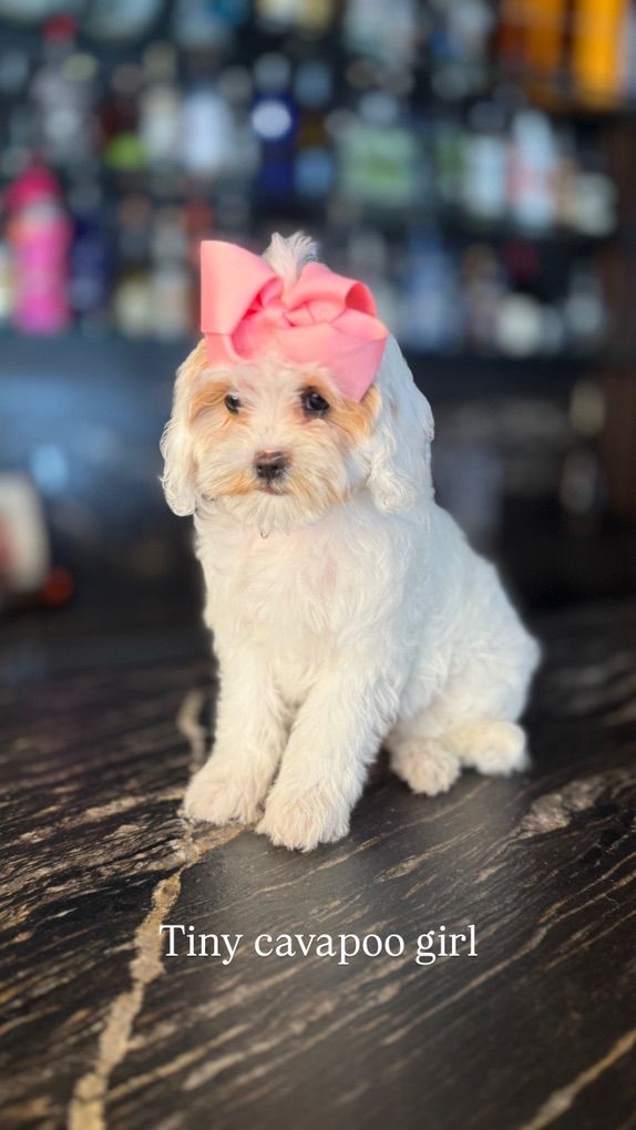 Gorgeous Cavapoo Girls Includes Everything U Need