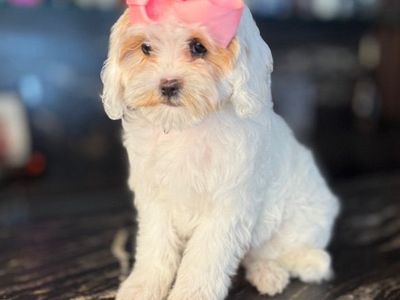 Gorgeous Cavapoo Girls Includes Everything U Need