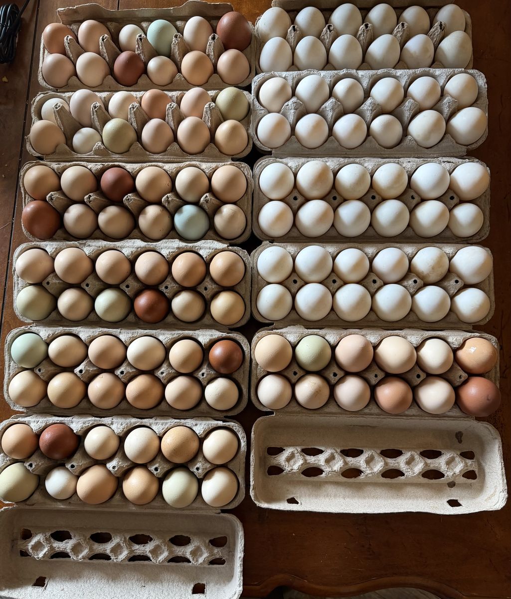 Farm Fresh Cage Free Eggs