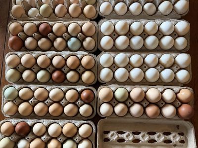 Farm Fresh Cage Free Eggs