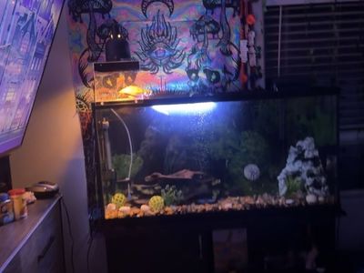 55 gallon aquarium