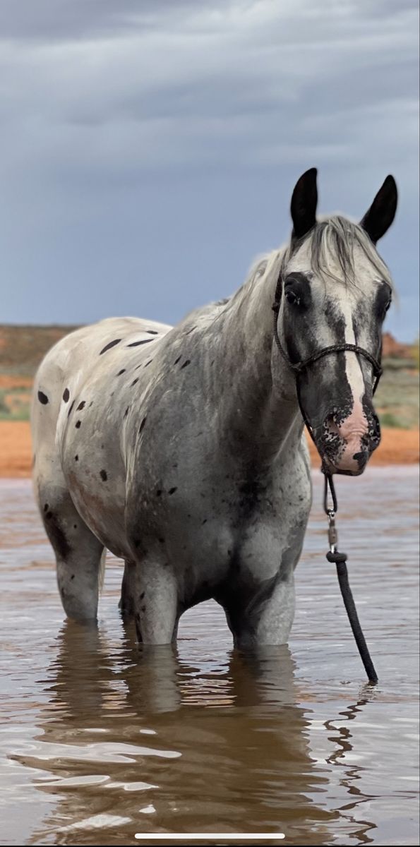 7 Yr Old Gelding