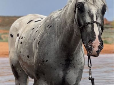7 Yr Old Gelding