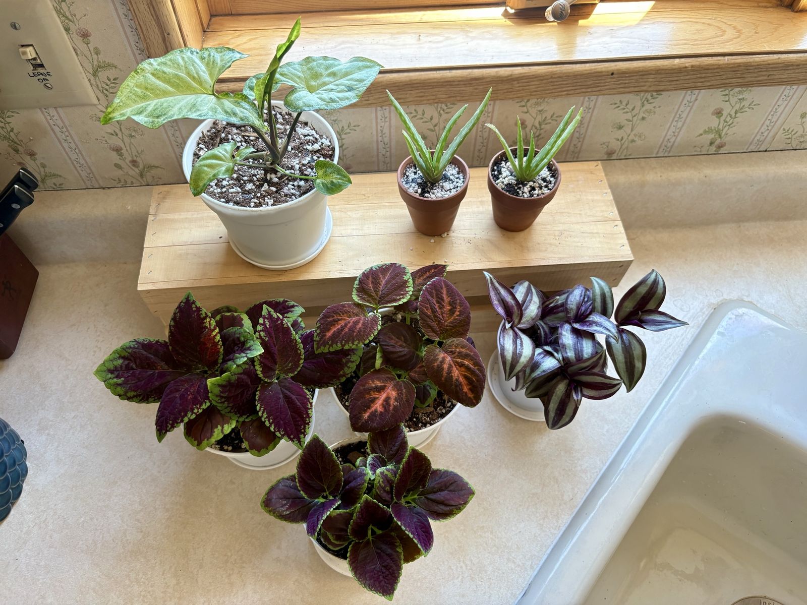 Potted House Plants-Tradescantia Zebrina, Arrow Head Syngonium, Aloe Vera, and Coleus