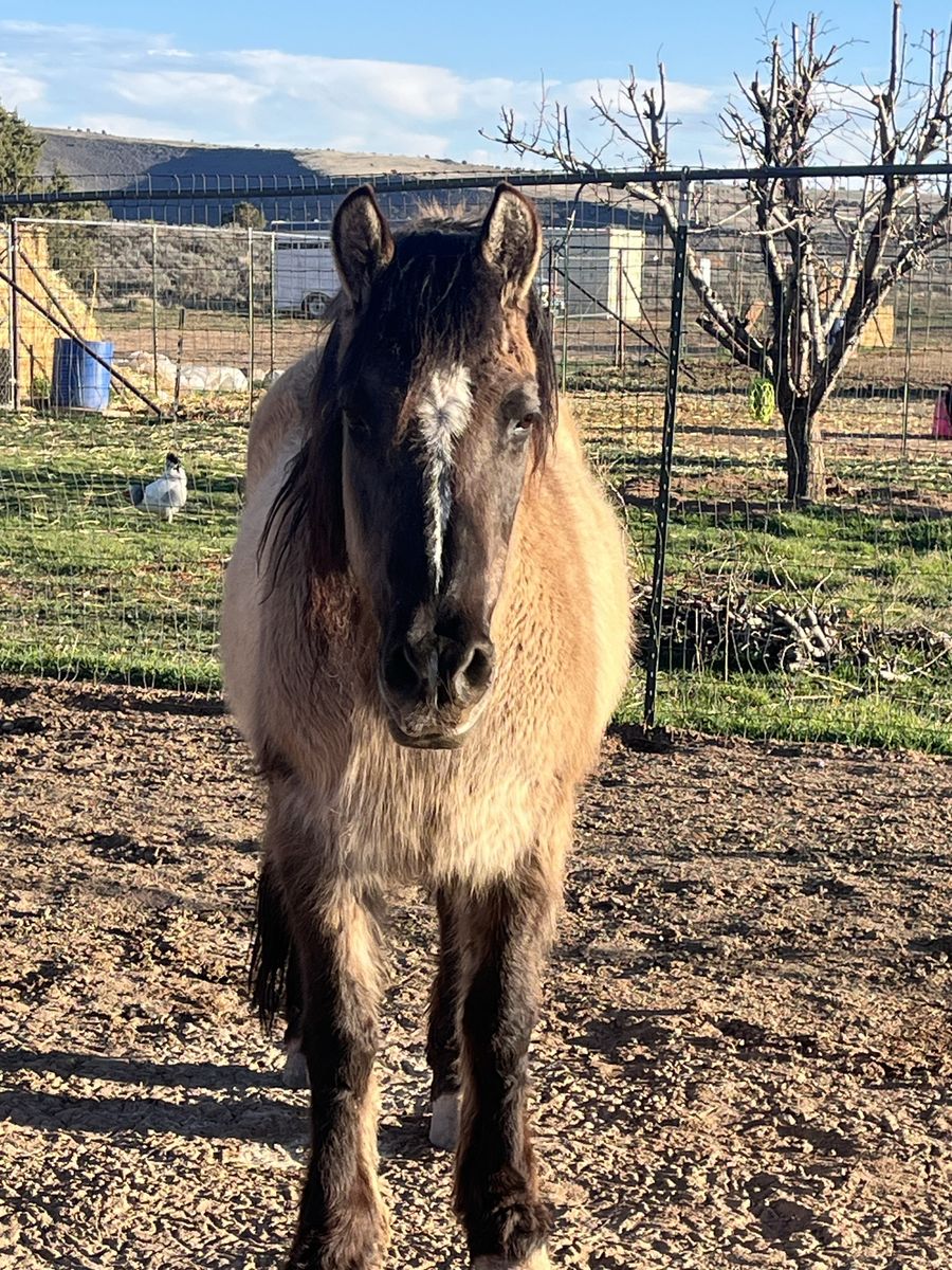 Grade mare