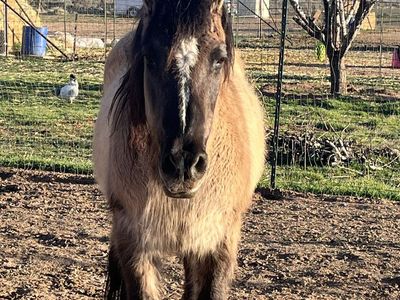 Grade mare