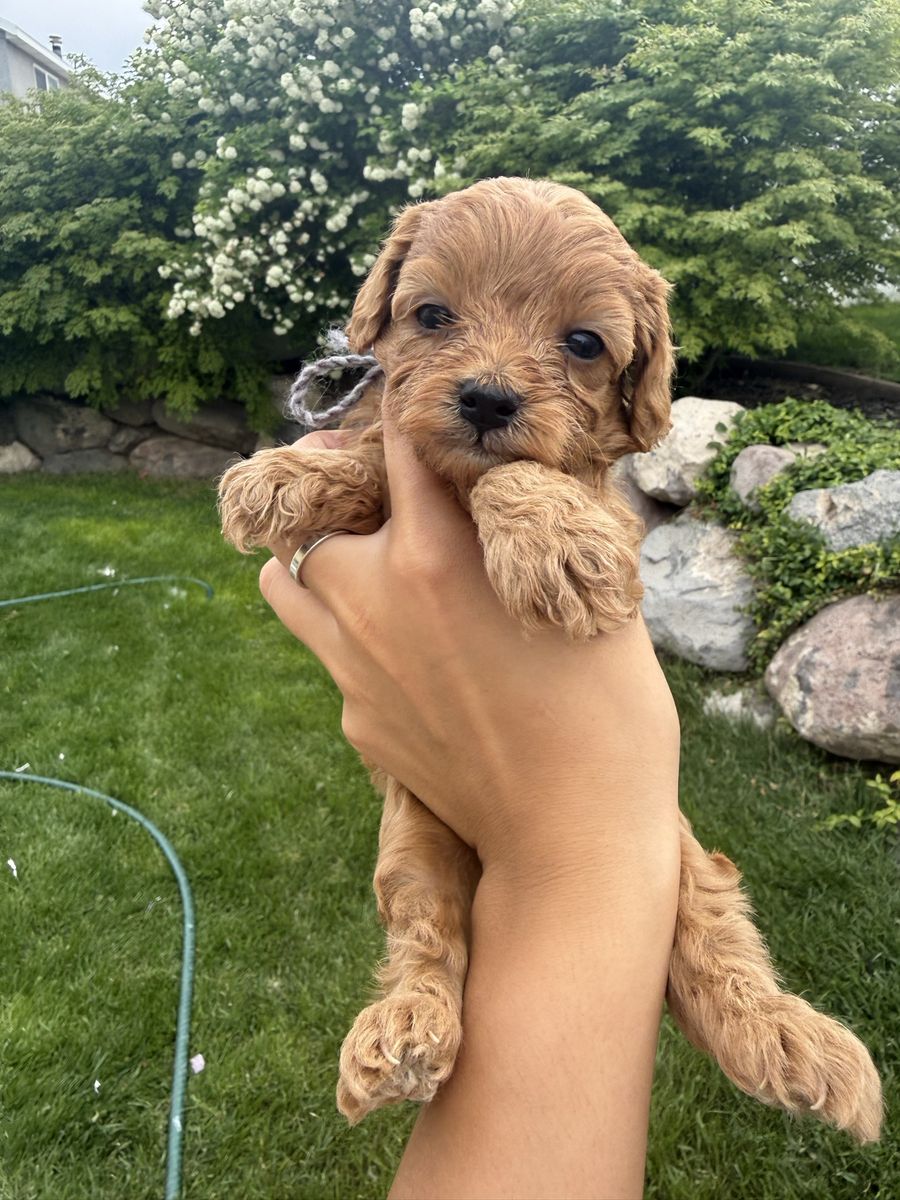 Cavapoo