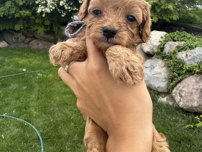 Cavapoo