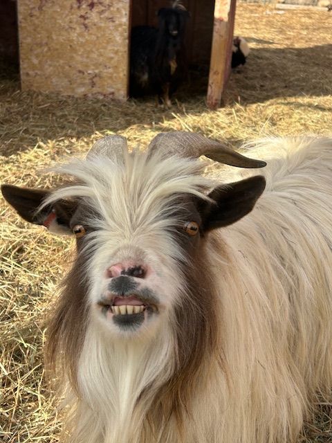 Registered Mini Silky Fainting Buck