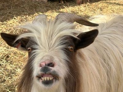 Registered Mini Silky Fainting Buck
