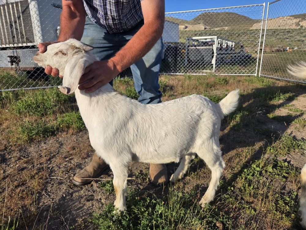 Goats, bucklings