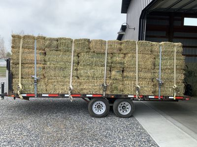 Alfalfa Hay