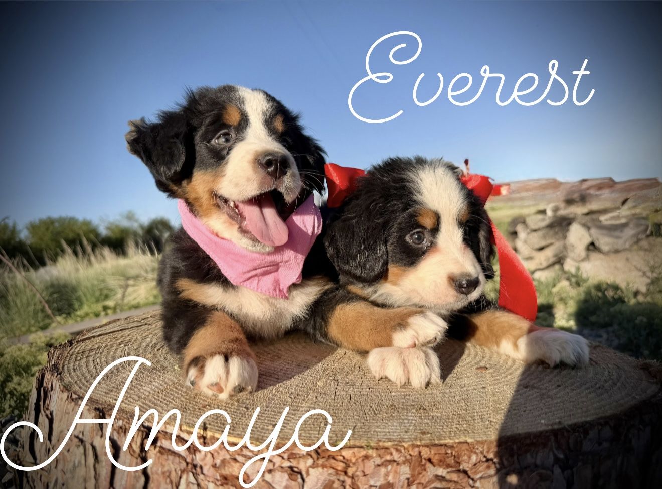 AKC Bernese Mountain dog puppies