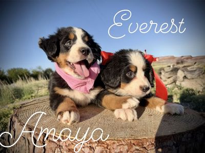 AKC Bernese Mountain dog puppies
