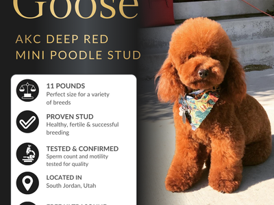 Highest Intensity Red Toy Poodle Stud Service – Health Tested and Proven