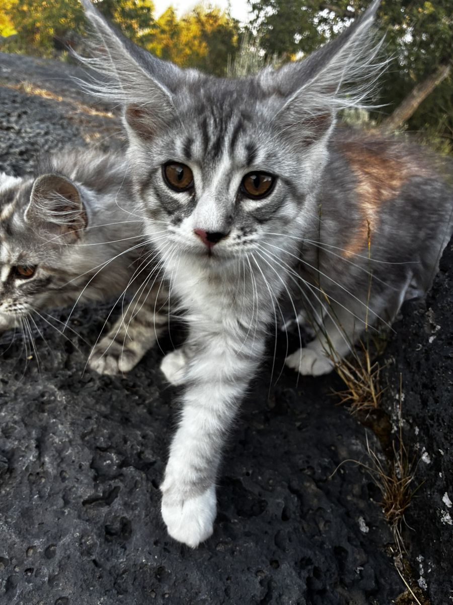 Maine Coon Kitten, 13 week old, TICA Registered